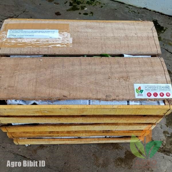 grosir bibit kayu balsa murah