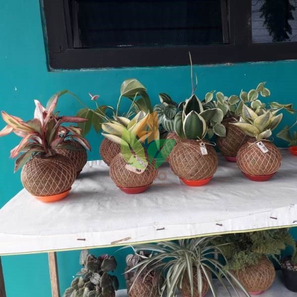 Pot Kokedama + Diven Varigata