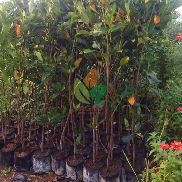 Nangka Merah 1 Meter UP