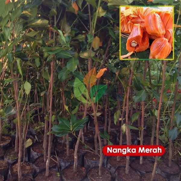 Nangka Merah 1 Meter UP