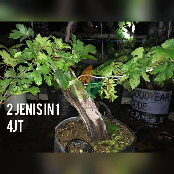 Anggur Koleksi 5 in 1
