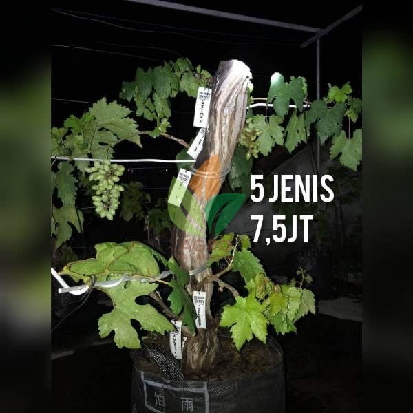 Anggur Koleksi 5 in 1