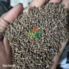 Biji Kayu Balsa 1Kg Non Sortir