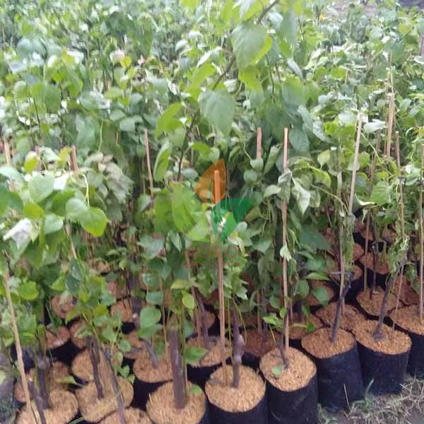 Jual Tanaman Bougenville 1 Meter untuk Jalan Tol