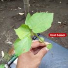 bibit kayu balsa unggul
