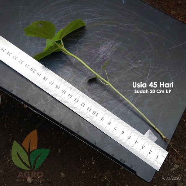 Benih Biji Balsa 1/2Kg Unggul