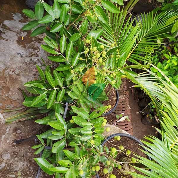 Kelengkeng Matalada Berbuah