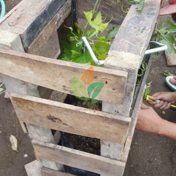 Anggur Import Dixon Berbuah