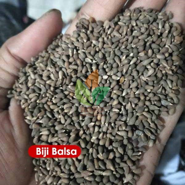 Kirim Biji Balsa ke-Bogor Jawa Barat