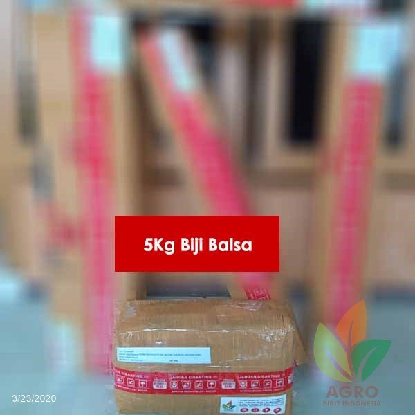 Kirim Biji Balsa 5 Kg ke-Kalimantan Selatan