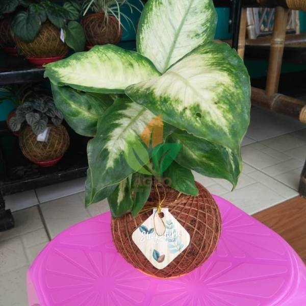 Pot Kokedama + Diven