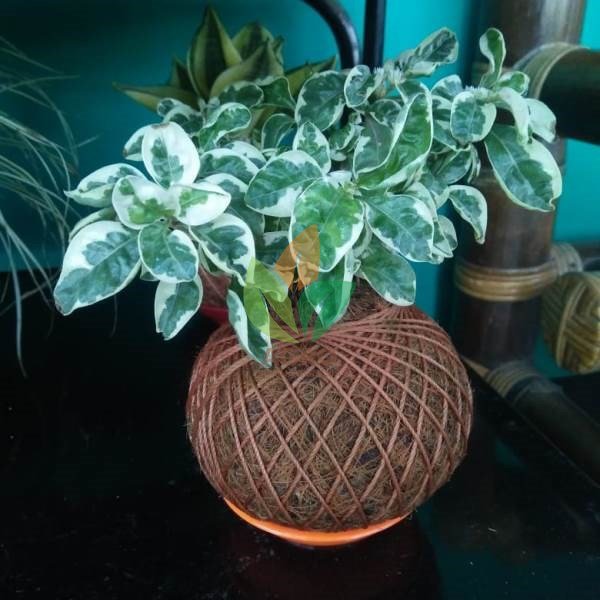 Pot Kokedama + Krokot Varigata