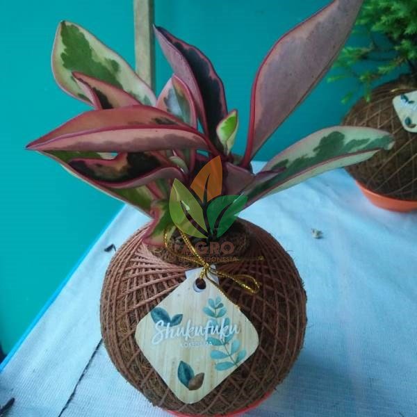 Pot Kokedama + Mangkokan Merah