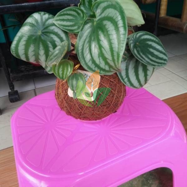 Pot Kokedama + Paperomia Watermelon