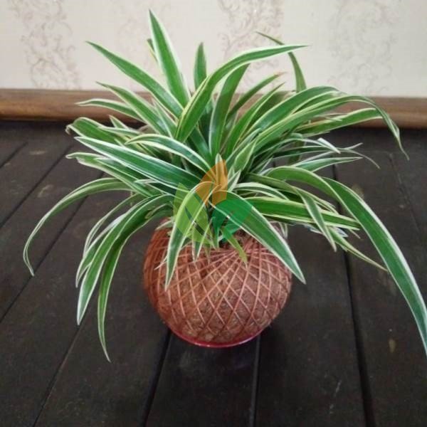 Pot Kokedama + Pandansirih