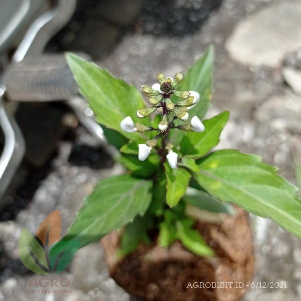 Kumis Kucing Herbal