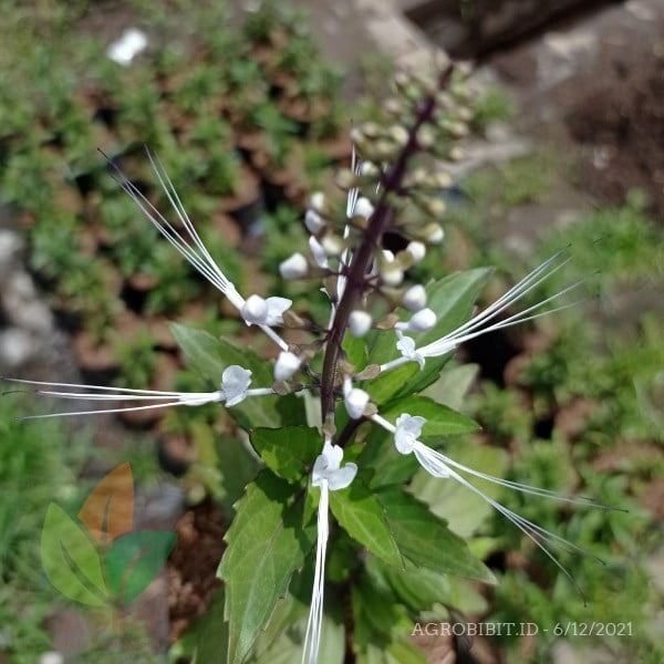 Kumis Kucing Herbal