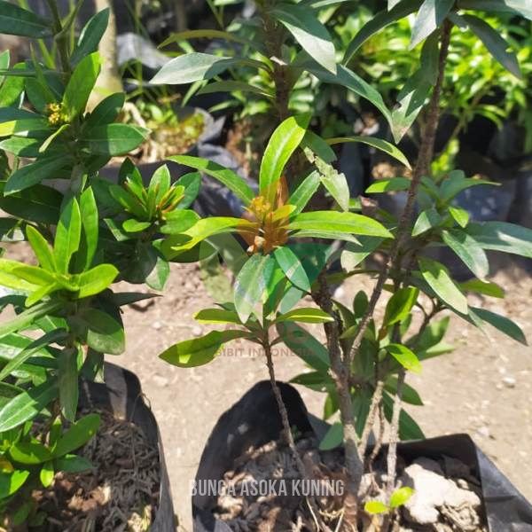 Bunga Asoka Kuning Cantik