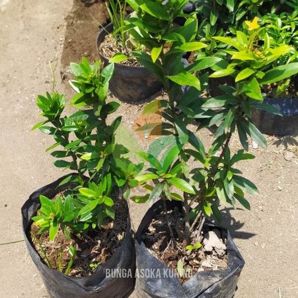 Bunga Asoka Kuning Cantik