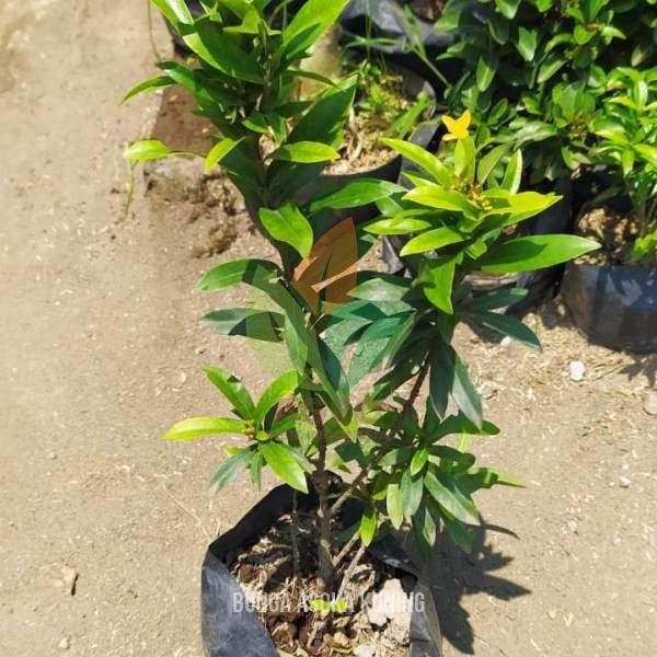 Bunga Asoka Kuning Cantik