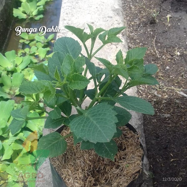 Bunga Dahlia Merah Putih