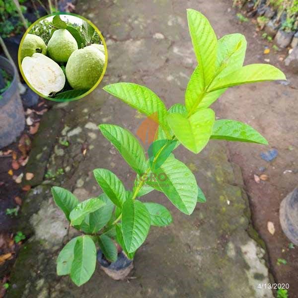 Jambu Kristal Putih Tanpa Biji