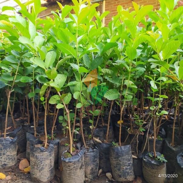 Jambu Kristal Putih Tanpa Biji