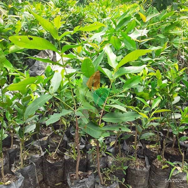 Jambu Air Madu Deli Hijau Manis