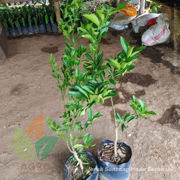 Jeruk Santang Madu Berbuah Lebat