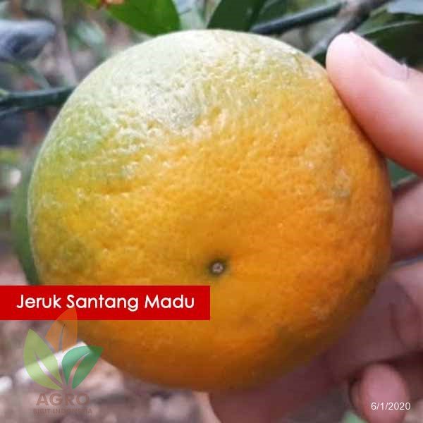 Jeruk Santang Madu Berbuah Lebat