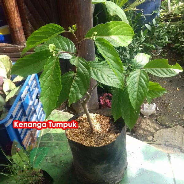 Bunga Kenanga Tumpuk