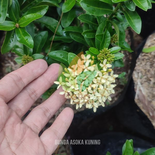 Bunga Asoka Kuning Cantik