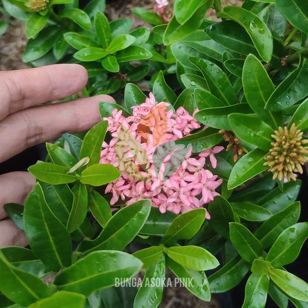 Bunga Asoka Pink Lembut