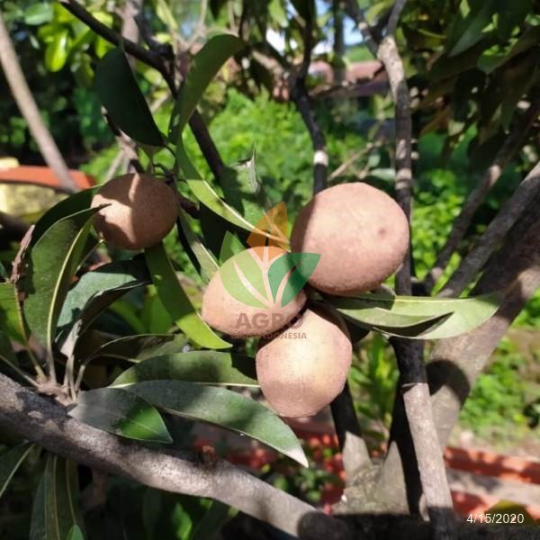 Biji Sawo Buah Berkualitas