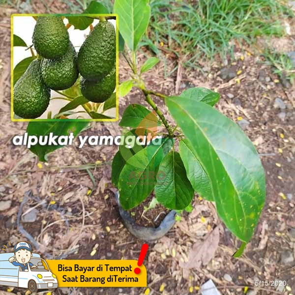 Alpukat Yamagata Legit Lezat