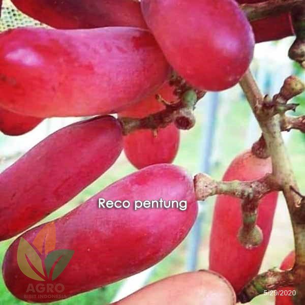 Anggur Import Reco Pentung