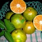 buah jeruk chokun madu