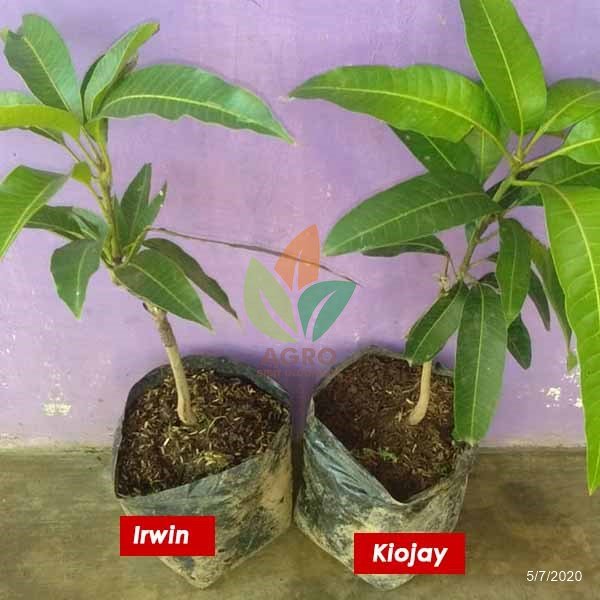 Paket Mangga Irwin + Kiojay