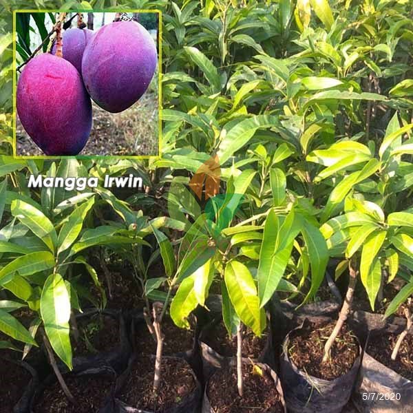 Paket Mangga Irwin + Kiojay