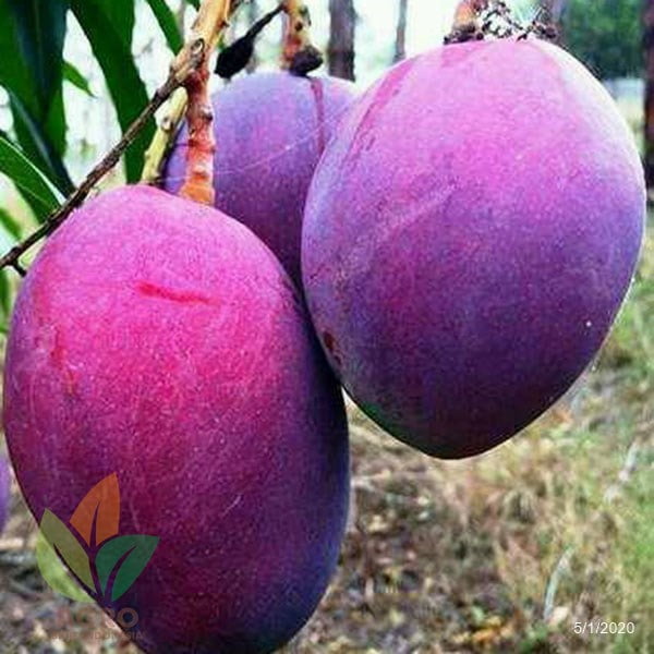 Paket Mangga Irwin + Kiojay