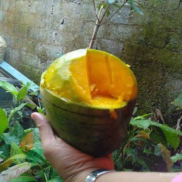 Mangga Kelapa asal Okulasi