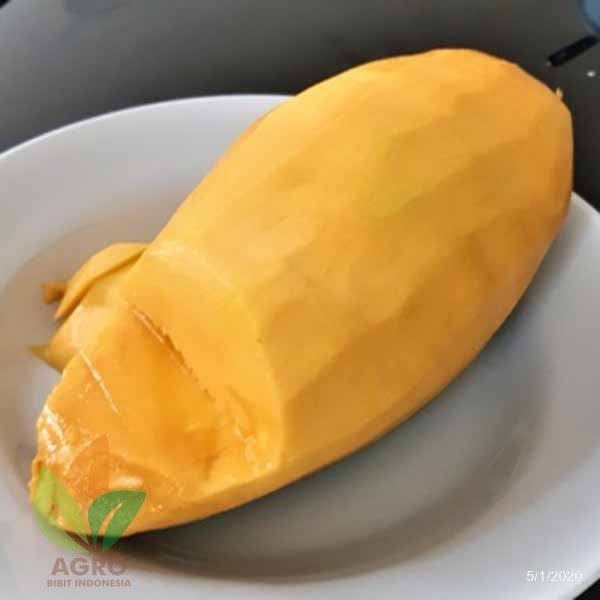 Paket Mangga Irwin + Kiojay