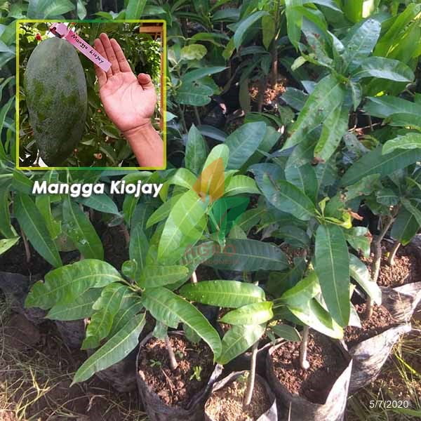 Paket Mangga Irwin + Kiojay