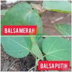 Jenis Tanaman Pohon Kayu Balsa di Indonesia