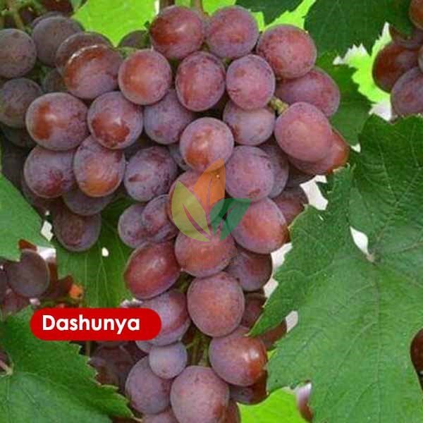 Jual Bibit Anggur Import Dashunya | Agro Bibit ID