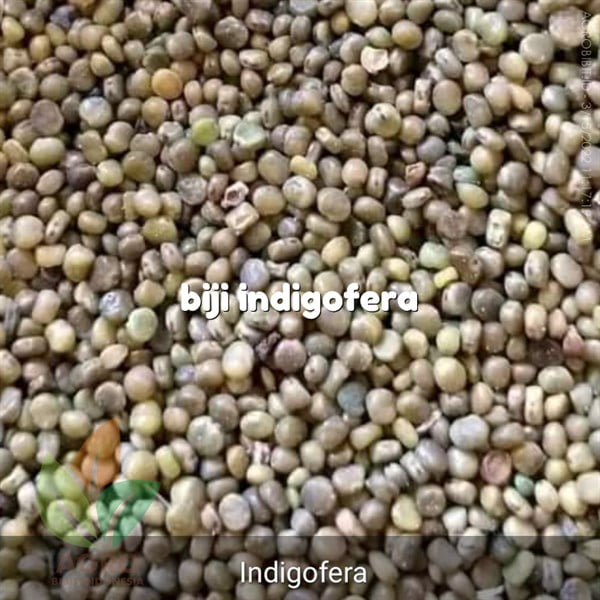 Biji Indigofera Berkualitas