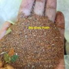 biji kayu putih siap semai
