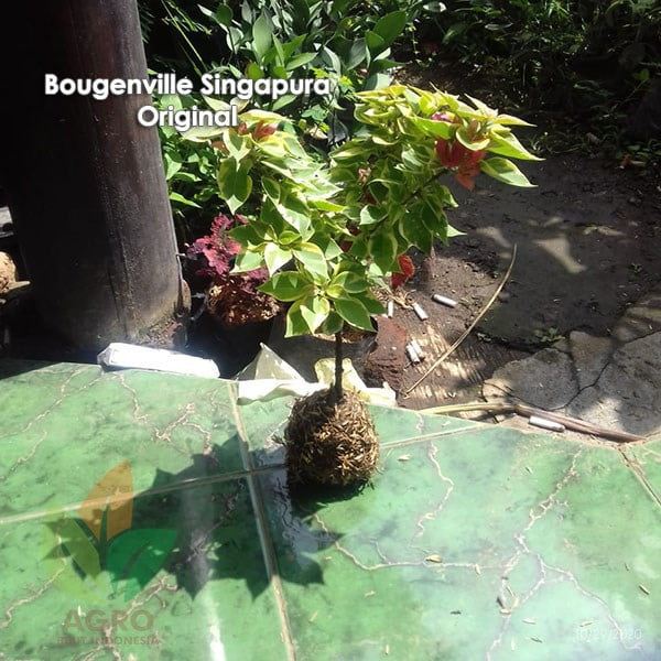 Bunga Bougenville Singapura Original