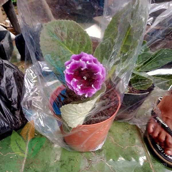 Bunga Gloxinia Ungu