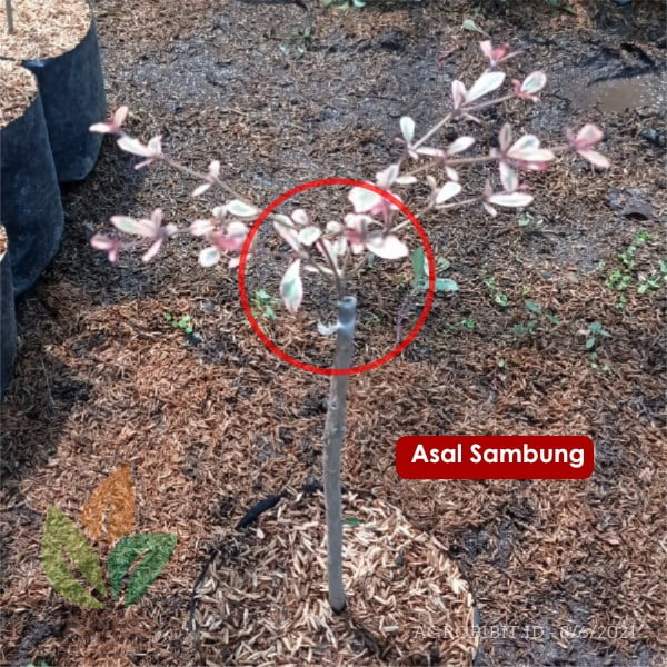 Perbedaan Ketapang Varigata Original dan Asal Sambung